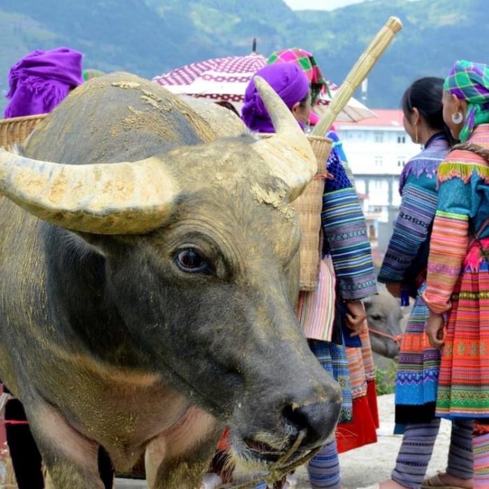 Discover Vietnam from Central to North in 14 Days16